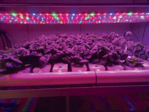 LED Grow Light